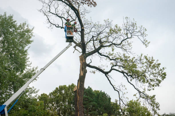 How Our Tree Care Process Works  in Young Harris, GA